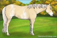Horse Color:White Spotted Gold Cream Champagne 