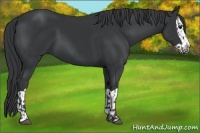 Horse Color:Black  and Black Splash 