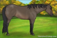 Horse Color:Brown Dun 
