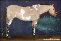 Horse Color:White Spotted Bay Dun 