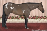 Horse Color:White Spotted Brown Dun 