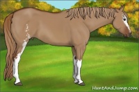 Horse Color:White Spotted Red Dun