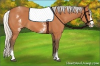 Horse Color:White Spotted Silver Bay Splash Rabicano