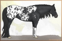 Horse Color:Black Appaloosa