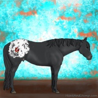 Horse Color:Black Appaloosa