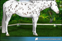 Horse Color:Brown Splash Appaloosa