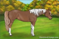 Horse Color:Chestnut Tobiano