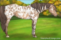 Horse Color:Amber Champagne Appaloosa  and Amber Champagne Appaloosa 