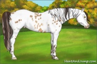 Horse Color:Sable Champagne Appaloosa  and Sable Champagne Appaloosa 