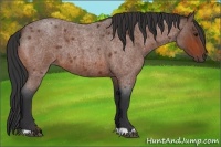 Horse Color:Bay Roan 