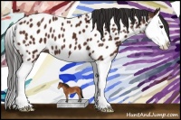 Horse Color:Bay Splash Appaloosa 