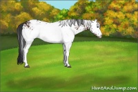 Horse Color:White Spotted Brown 