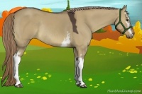 Horse Color:White Spotted Liver Red Dun Rabicano