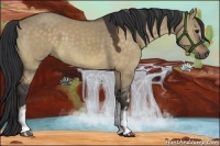 Horse Color:White Spotted Bay Dun