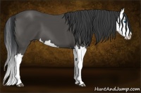 Horse Color:Black Splash