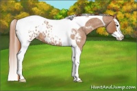 Horse Color:Red Roan Splash Tobiano Appaloosa 