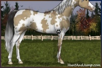 Horse Color:White Spotted Liver Red Dun Appaloosa 