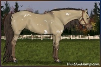 Horse Color:White Spotted Liver Red Dun Rabicano 
