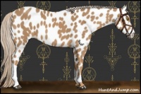 Horse Color:Palomino Appaloosa 