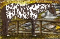 Horse Color:Liver Chestnut Near Leopard 