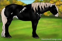 Horse Color:Chestnut Sabino Splash Near Fewspot 