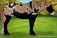 Horse Color:White Spotted Chestnut Splash Appaloosa 