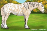 Horse Color:White Spotted Palomino Ice Splash Near Leopard 