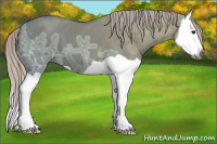 Horse Color:Gray Silver Grullo Ice Splash 