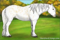 Horse Color:White Spotted Palomino Ice Splash Appaloosa