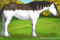 Horse Color:Bay Ice Dun Splash