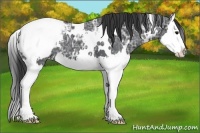 Horse Color:White Spotted Black Ice Splash Appaloosa 