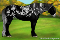 Horse Color:Gray White Spotted Black Sabino Splash Appaloosa