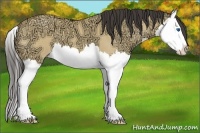 Horse Color:Buckskin Ice Dun Splash 