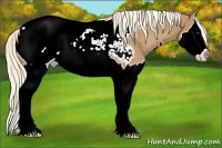 Horse Color:Palomino Sabino Splash Snowcap 
