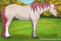 Horse Color:Painted Bay Appaloosa