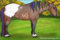 Horse Color:Painted Bay Appaloosa 