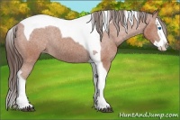 Horse Color:Bay Sabino Splash Tobiano Appaloosa Rabicano 