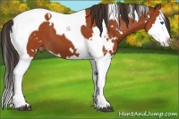 Horse Color:White Spotted Bay Splash Tobiano Appaloosa
