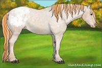 Horse Color:Painted Chestnut Appaloosa