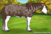 Horse Color:Gray Chestnut Ice Splash Appaloosa 
