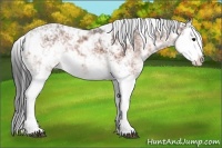 Horse Color:Brown Ice Sabino Splash 