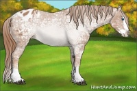 Horse Color:Chestnut Ice Splash Appaloosa