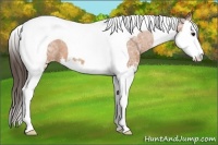 Horse Color:Bay Ice Sabino Splash Tobiano Varnish