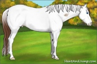 Horse Color:Brown Ice Dun Sabino Splash Tobiano Blanket