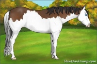 Horse Color:Bay Sabino Splash Varnish 