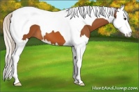 Horse Color:Silver Bay Splash Tobiano 