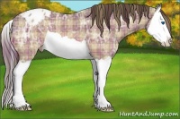 Horse Color:Plaid Buckskin Ice Splash Appaloosa