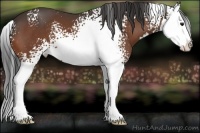 Horse Color:White Spotted Bay Splash Appaloosa