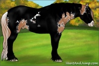 Horse Color:White Spotted Chestnut Splash Tobiano Blanket 