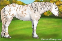 Horse Color:White Spotted Chestnut Sabino Splash Varnish 